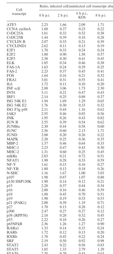 TABLE 5. Relative abundance of transcripts under variousconditions of HSV-1 infection of HeLa cells