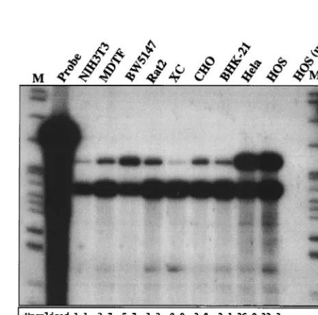 FIG. 5. Analysis of HIV-1 RNA in infected cells. The indicated HIV recep-tor-negative cell lines were infected with VSV-G-pseudotyped HIV-1 as de-
