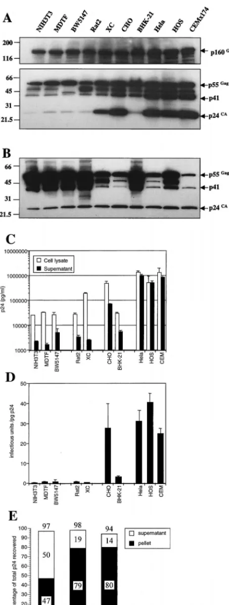 FIG. 6. Reduced levels of Gag expression, processing, and assembly intoinfectious particles in rodent cell lines