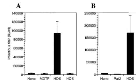 FIG. 7. Fusion of HIV-1-infected rodent cells with uninfected human cellsenhances infectious particle release