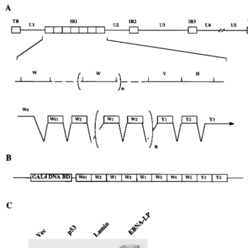 FIG. 2. Mapping of the domain of EBNA-LP that interacts with HAX-1 andinﬂuence of the number of W1W2 repeats on the interaction with HAX-1