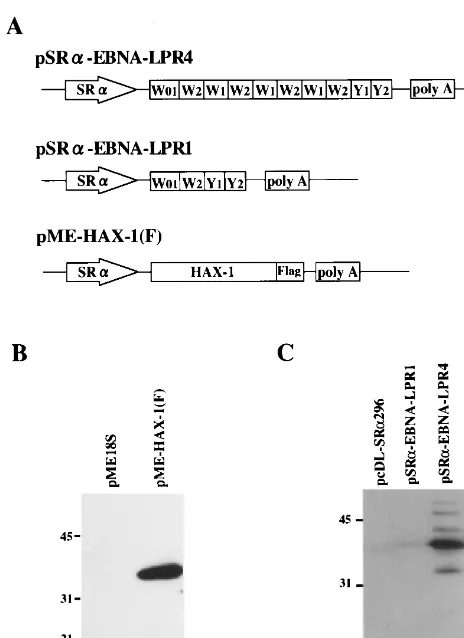 FIG. 3. (A) Schematic diagrams of the expression plasmid containingEBNA-LP with four W1W2 repeats (top line) or a single W1W2 repeat (middle