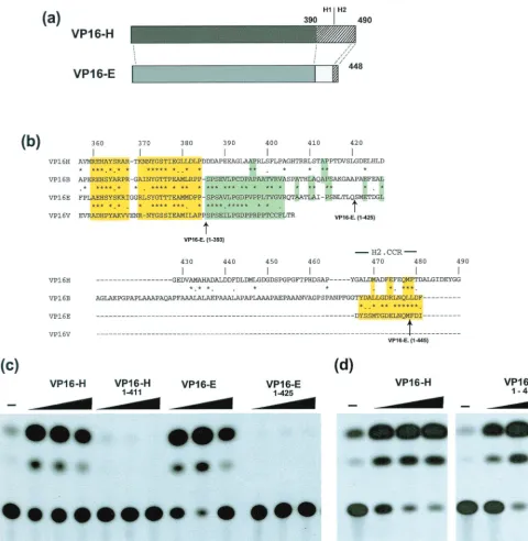 FIG. 1. Comparison of activation by VP16-H and VP16-E. (a) Schematic representation of the similarities between VP16-H and VP16-E
