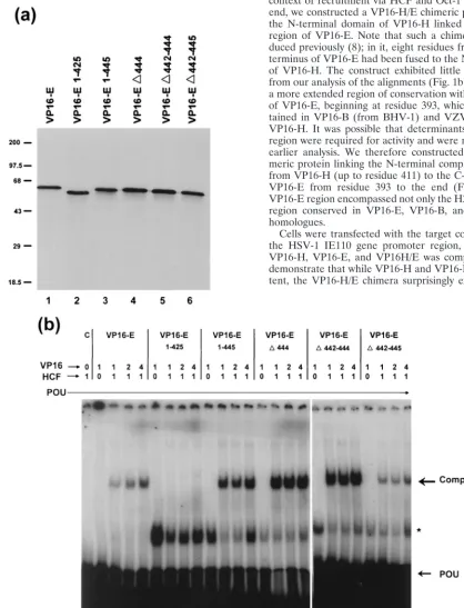 FIG. 2. Complex formation by VP16-E and variants. (a) VP16-E variants were translated in vitro in a rabbit reticulocyte system (50l) in the presence of[of molecular size markers (in kilodaltons) are indicated on the left