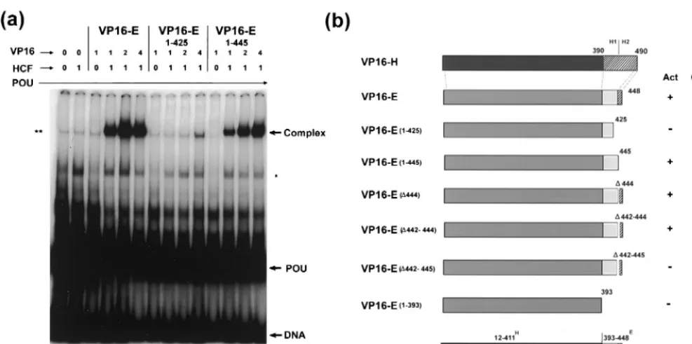 FIG. 3. (a) Requirement for a determinant located between positions 425 and 445 for VP16-E complex formation