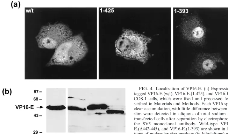 FIG. 5. Comparison of activation by intact VP16 species versus GAL fusions.(a) Vero cells were transfected with the EHV-1 IE gene target construct