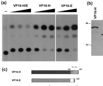 FIG. 6. Lack of activation by VP16-H/E. (a) COS-1 cells were transfected with the HSV-1 IE gene reporter construct pAB5 (100 ng) alone (�expression vectors for VP16-E, VP16-H, and the VP16-H/E chimera [VP16-H.(1-411) plus VP16-E.(393-448)] at doses of 1, 1