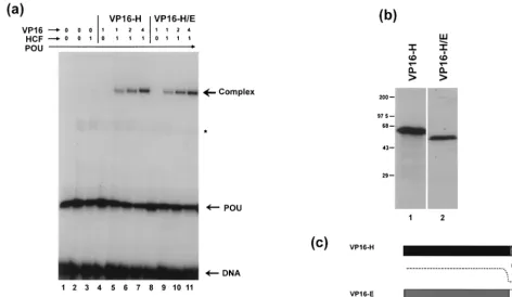 FIG. 7. Complex formation by VP16-H/E. (a) VP16-H and VP16-H/E were translated in vitro in reticulocyte lysates, and equal amounts of the lysates (inmicroliters) were incubated with puriﬁed POU in the presence or absence of in vitro-expressed HCF exactly a