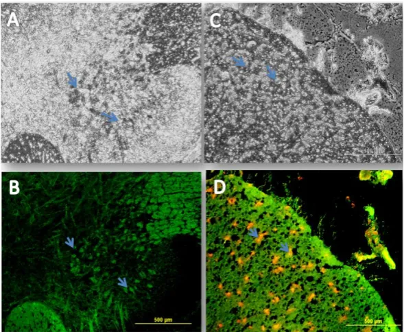 Fig. 10. Immunohistochemical staining of myelin. Phase contrast (A and C) and fluorescent labeling of myelin basic protein (MBP) (B and D)