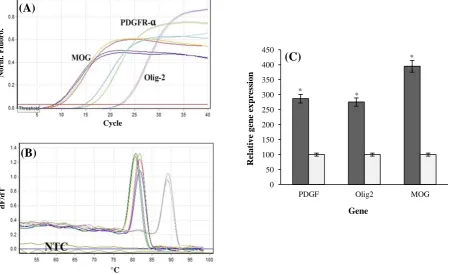 Fig. 2. Immunocytochemistry analysis of the transdifferentiated bone marrow stromal cells into oligodendrocyte-like cells