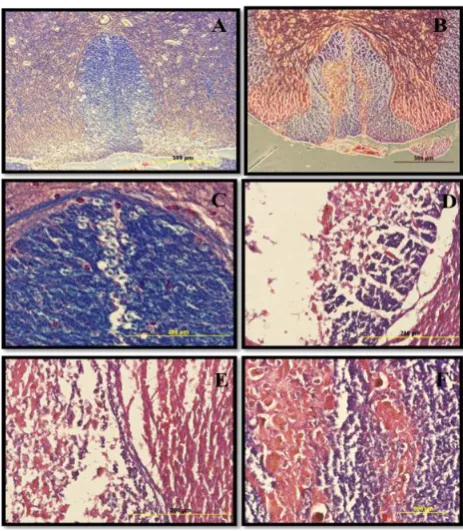 Fig. 8. Immunohistochemistry of the transplanted cells. A and B represent the phase contrast and fluorescent labeling using BrdU, respectively