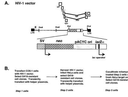 FIG. 1. (A) HIV-1 vector used in the in vivo mutation rate studies. The vector is shown in the proviral DNA form and has been described previously (21, 23)