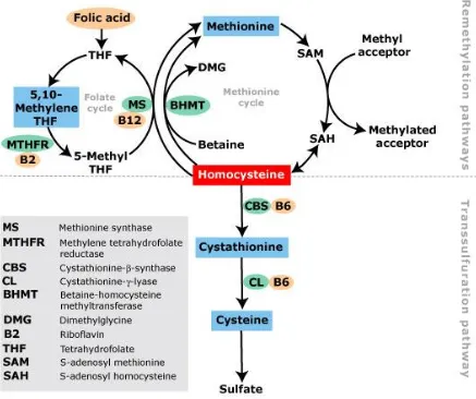 Fig. 1 : Metabolism of Homocysteine 