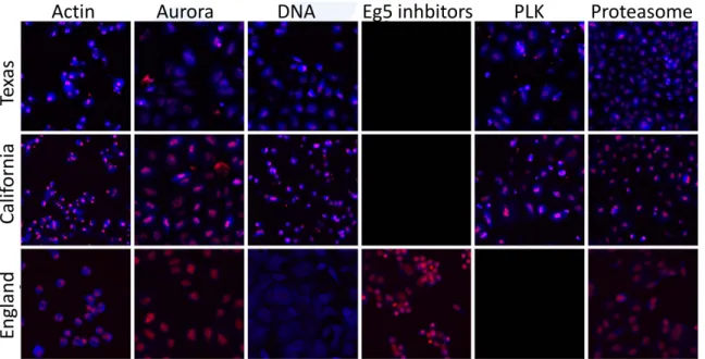 Figure 2: Examples from six classes in the Bio dataset (red: cell nuclei, blue: cell cytoplasm, magnification: 10X)