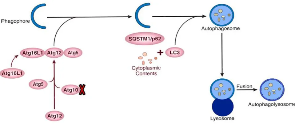 Fig. 3.  formation. The expression rates of Schematic representation of autophagy-related gene proteins involved in the initiation and elongation of the autophagosome ATG10 was decreased in the rat model of Parkinson's disease, as shown by a red mark