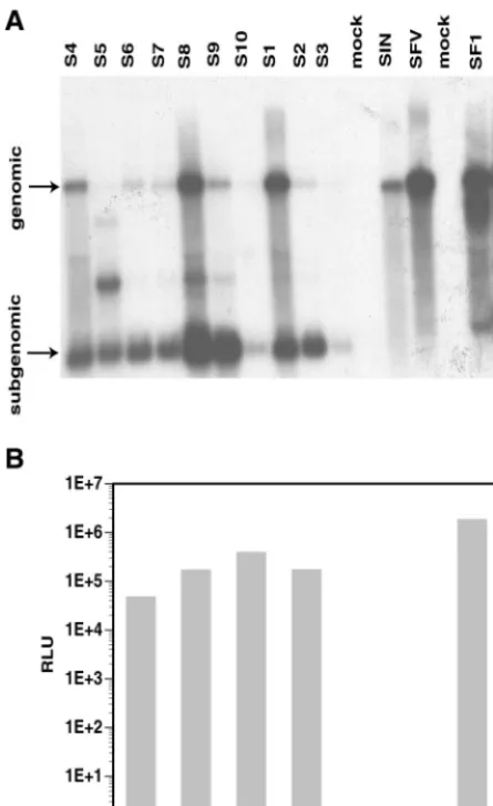FIG. 1. Analysis of Neo-resistant BHK pools derived from SIN and SFVreplicons. The SIN-derived pools are designated S1 to S10; the SFV-derived