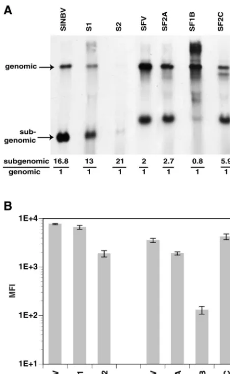 FIG. 3. Analysis of RNA replication and heterologous gene expression. (A)Stable BHK cell lines derived using the cloned variant vectors (lanes S1, S2,