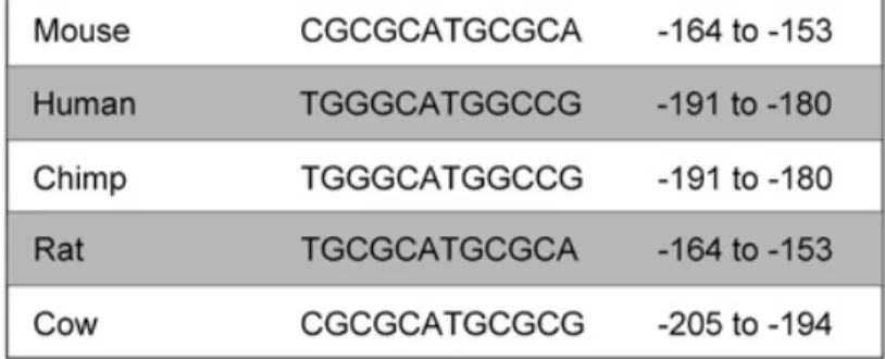 Fig. 3. Regulation of mtDNMT1 expression. (A) NRF1 consensus binding sites are conserved over one of the potential mitochondrial start ATG codons in mammalian DNMT1