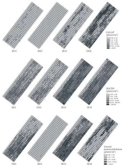 Figure 3. Distribution maps of  Galium aparine (GALAP), Tripleurospermum inodorum (MATIN) and annual monocotyledonous weeds in all experimental years