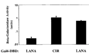 FIG. 2. LANA interacts with the corepressors SAP30, mSin3A, and CIR in GST afﬁnity assays