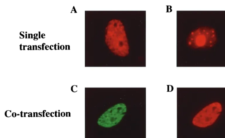FIG. 3. SAP30 colocalizes with LANA in transfected cells. An indirect immunoﬂuorescence assay was performed on Vero cells transfected with Flag-LANA (A),Myc-SAP30 (B), or Myc-SAP30 plus Flag-LANA (C and D)