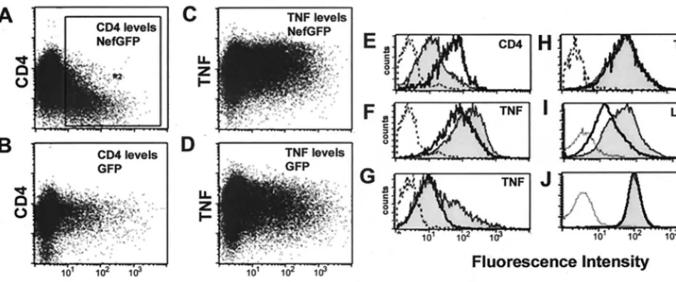 FIG. 1. Expression of Nef-GFP in T cells up-modulates TNF and LIGHT. (A through D) II-23.D7 cells were electroporated with 20 �cells were treated with 25 ng of PMA/ml plus 250 ng of ionomycin/ml (C and D) or were mock activated (A and B)