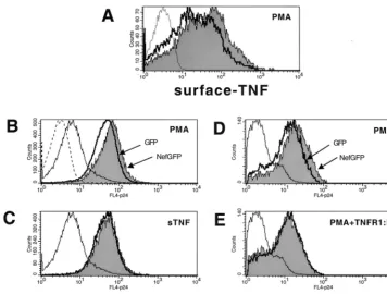 FIG. 3. Nef enhances HIV expression in chronically infected T cells. ACH2 cells latently infected with HIV-1 were transduced with a VSVg-pseudotyped HIV vectorencoding either a Nef-GFP fusion protein or GFP alone
