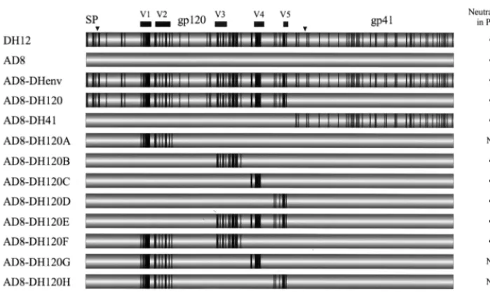 FIG. 1. Schematic diagram of the parental and chimeric HIV-1 envelope glycoproteins and results of neutralization assay with chimpanzee 1206 antiserum in humanPBMC
