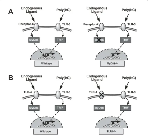 Figure 1 Schematic of study strategy to test whether pro-inflammatory endogenous ligands are generated during mechanicalventilation: (A) experiment#1 - evaluation of MyD88-dependent signaling during mechanical ventilation and TLR3 activation in WT andMyD88-/- mice; (B) experiment#2 - evaluation of TLR4-dependent signaling during mechanical ventilation and TLR3 activation in WT andTLR4-/- mice.