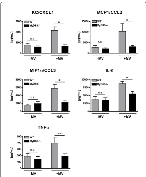 Figure 3 Polymorphonuclear cell (PMN) count (A), total proteinconcentration (B), 70-kD FITC-dextran concentration (C), andIgM concentration (D) in the BALF of WT and MyD88-/- micetreated with intra-tracheal poly(I:C), a TLR3 agonist, in thepresence or abse