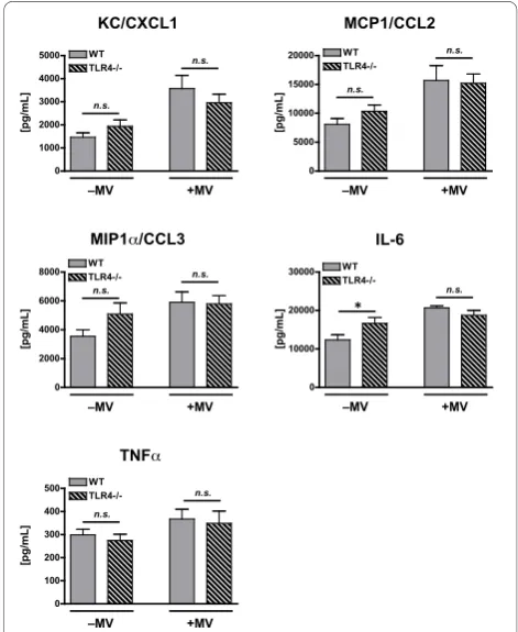 Figure 5 Cytokine concentrations in lung homogenate fromcomparing different genotypes within the same mechanicalWT and TLR4-/- mice treated with intra-tracheal poly(I:C), aTLR3 agonist, in the presence or absence of concurrentmechanical ventilation (MV)