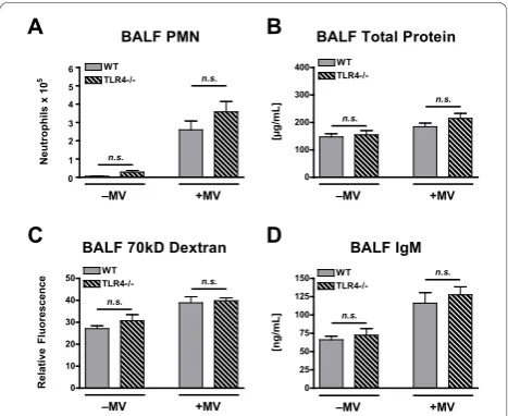 Figure 6 Polymorphonuclear cell (PMN) count (A), total proteinconcentration (B), 70-kD FITC-dextran concentration (C), andIgM concentration (D) in the BALF of WT and TLR4-/- micetreated with intra-tracheal poly(I:C), a TLR3 agonist, in thepresence or absen