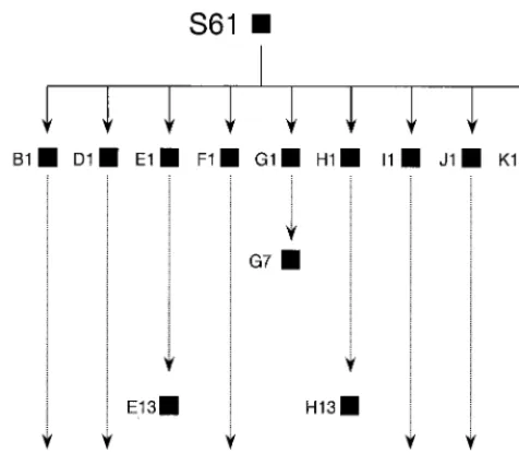 TABLE 1. Synthetic oligonucleotide primers employed fornucleotide sequence determination of the HIV-1 genomea