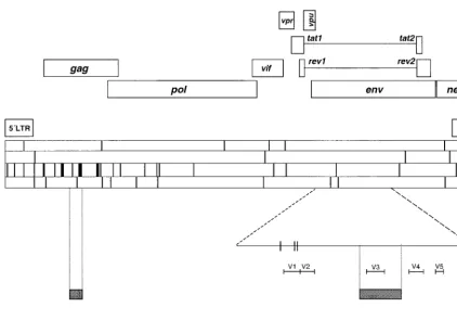 TABLE 3. Expected versus actual number of mutations in differentgenomic regions of HIV-1 clones subjected toserial plaque transfers