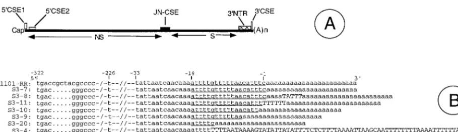 FIG. 1. (A) Organization of the SIN genome. NS, coding region for nonstructural proteins; S, coding region for structural proteins; 5�(tga) are shown