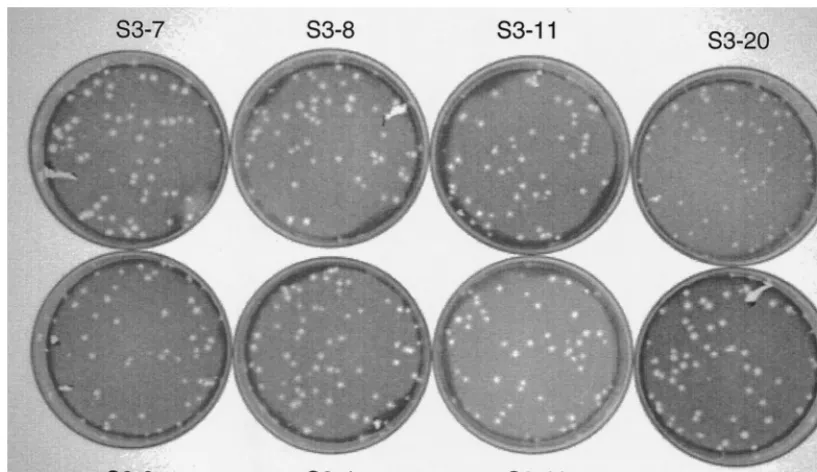TABLE 1. Sindbis virus isolates and their growth propertiesa