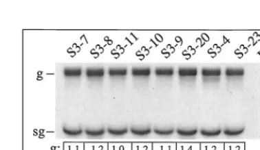 FIG. 3. Time course of virus release. Duplicate BHK cell cultures were infected with 6 PFU of p-3 SIN isolates/cell and incubated at 37°C for 1 h, the inoculumwas removed, and the cells were replenished with 1 ml of medium containing 2% fetal bovine serum