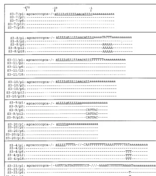 FIG. 5. Evolution of the 3�transcribed with 18TSacto � proximal region of SIN isolates