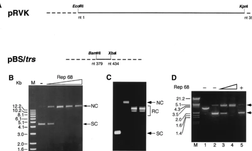 FIG. 2. Rep68 efﬁciently nicks an SC plasmid containing the AAVS1 RBS-trsOne hundred nanograms of plasmid pBS/performed as described for panel B