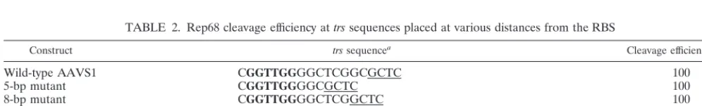 TABLE 1. Efﬁciencies and sites of cleavage by Rep68on mutant AAVS1 trs sequences