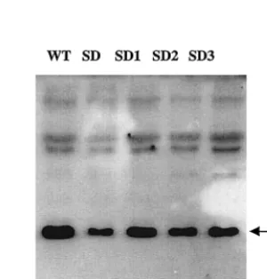 FIG. 3. Detection of viral DNA. (A) Viruses derived from COS-7 cells were standardized on the basis of p27 and used to infect C8166 cells