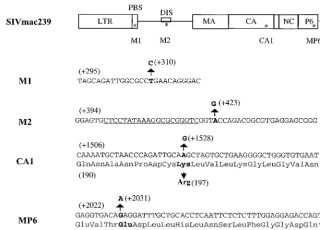 FIG. 8. Growth curves of reverted viruses in C8166 cells. Equivalent amountsof virus from COS-7 transfected cells were used to infect C8166 cells based on