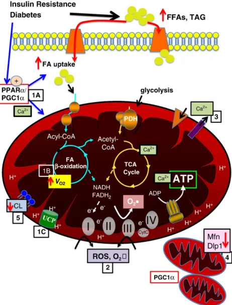 Fig. 1. Mechanisms contributing to mitochondrial dysfunction. Insulin resistance and diabetes lead to increased circulating free fatty acids (FFA) and triglyceride (TAG)