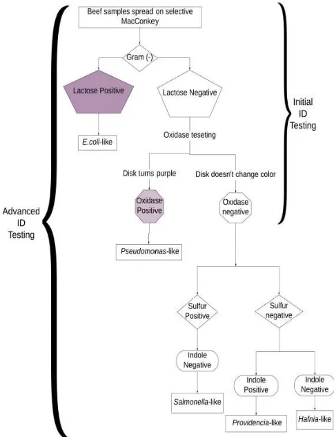 Figure 1:​ Flow chart used to categorize bacteria  