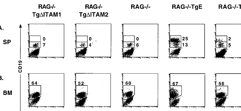 FIG. 4. LMP2A ITAM mutant mice do not impart a survival signal to RAG�antibodies; ﬂow cytometry dot plots are shown