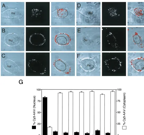 FIG. 6. Nocodazole and cytochalasin B treatment reduces nuclear targeting of Cy3AAV. HeLa cells were either untreated (A and D) or treated with 30 �and cytochalasin B treatment, Cy3AAV was bound to cells for 1 h at 4°C, and the cells were then washed of ex