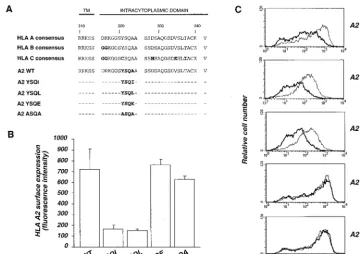 FIG. 1. Surface expression and susceptibility of HLA-A2 mutants to Nef-induced modulation