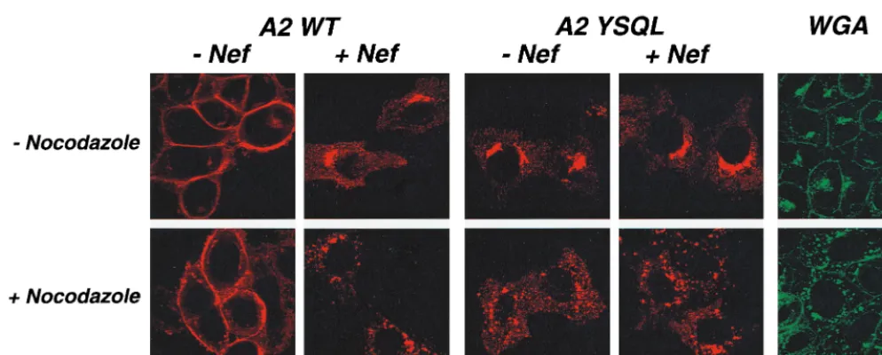 FIG. 3. Susceptibility of A2 WT and A2 YSQL to nocodazole. HeLa cells were transfected with 12 �or A2 YSQL vector