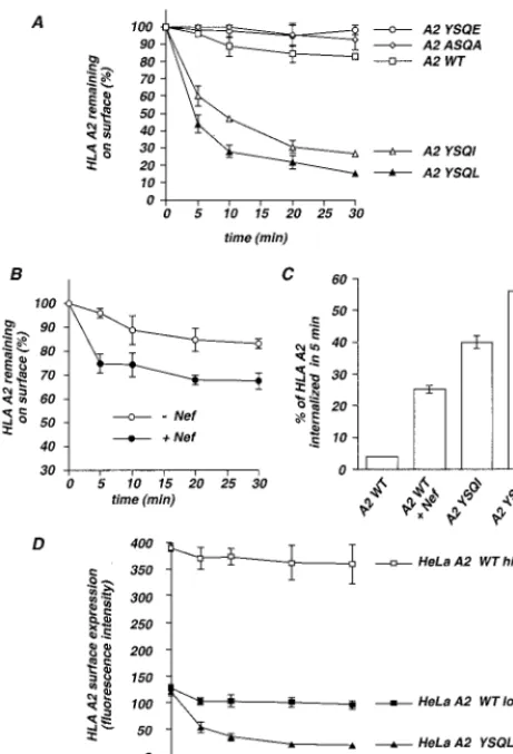 FIG. 4. Effect of prototypic sorting signals and of Nef on the internalizationof HLA-A2