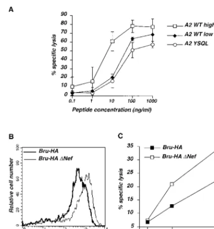 FIG. 7. The HLA-A2 surface level inﬂuences lysis of target cells by speciﬁcCTLs. (A) Effects of HLA-A2 steady-state level and stability at the surface on
